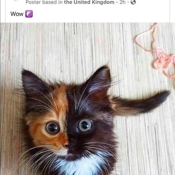 Meet your Posher, Tina - Picture 1 of 1